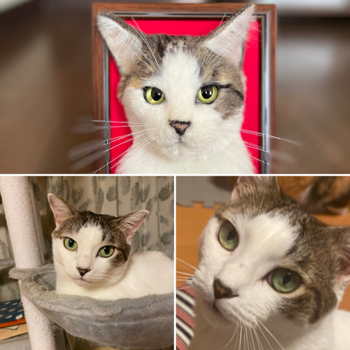 愛猫オーダー 猫 猫オーダー 羊毛フェルト 羊毛フェルト猫