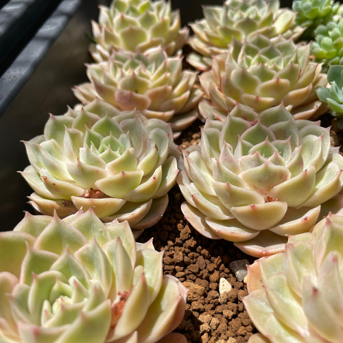多肉植物 エケベリア オウンスロー（オンスロー） 抜き苗 その他 