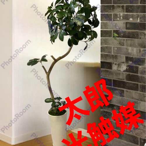 光触媒 人工観葉植物 ウォールグリーン フェイクグリーン カポック花器