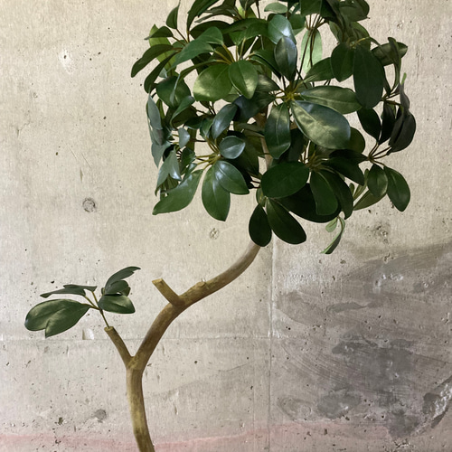 光触媒　人工観葉植物　ウォールグリーン　フェイクグリーン　カポック花器付116 光触媒 人工観葉植物 ウォールグリーン フェイクグリーン カポック花器