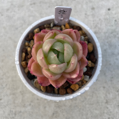 多肉植物 エケベリア ラズアガ 抜き苗 その他インテリア雑貨 MUSUBU