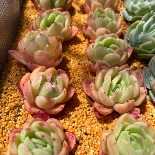 多肉植物 エケベリア ラズアガ 抜き苗 その他インテリア雑貨 MUSUBU