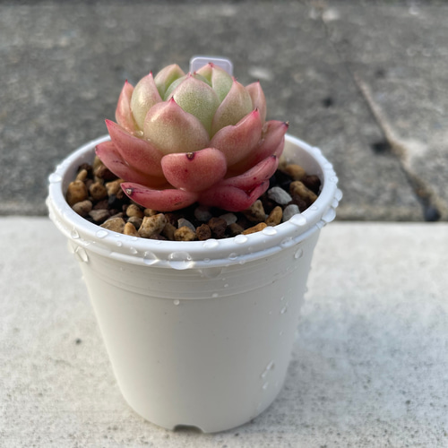 多肉植物 エケベリア ラズアガ 抜き苗 その他インテリア雑貨 MUSUBU