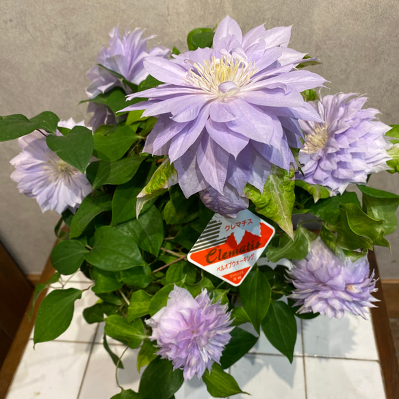 クレマチス❤️八重咲き　ベルオブウォーキング　6号鉢 1枚目の画像