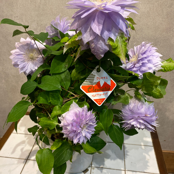 クレマチス❤️八重咲き　ベルオブウォーキング　6号鉢 2枚目の画像