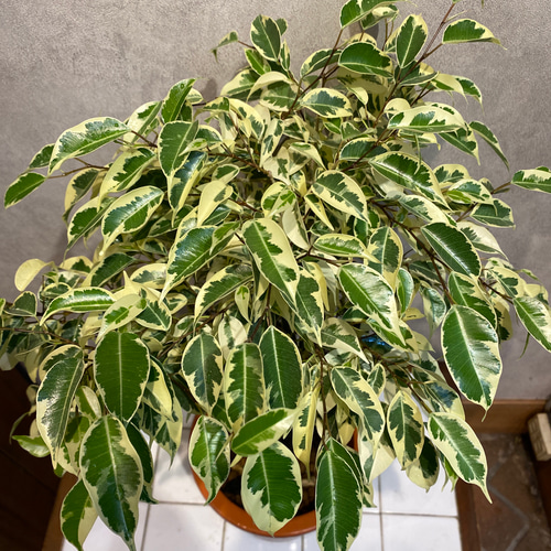 フィカス ベンジャミン❤️斑入り スタンド 6号鉢 多肉植物 