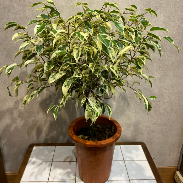 ①　フィカス　ベンジャミン　8号　ねじり仕立て　極太　極上品‼️ おしゃれ 観葉植物：ねじり フィカス ベンジャミン ブラック