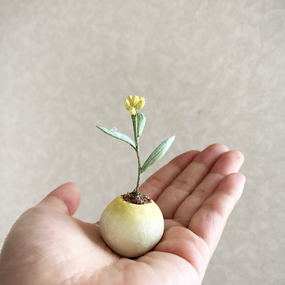 8670.bud 粘土の鉢植え ハハコグサ 5枚目の画像