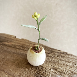 8671.bud 粘土の鉢植え ハハコグサ 2枚目の画像
