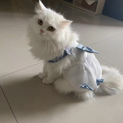 可愛い猫犬　ワンチャン　ニャーチャン　ペット服  姫 4枚目の画像