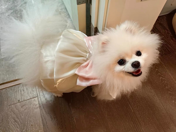 可愛い猫犬　ワンチャン　ニャーチャン　ペット服  ハーネス　姫　リボン 5枚目の画像