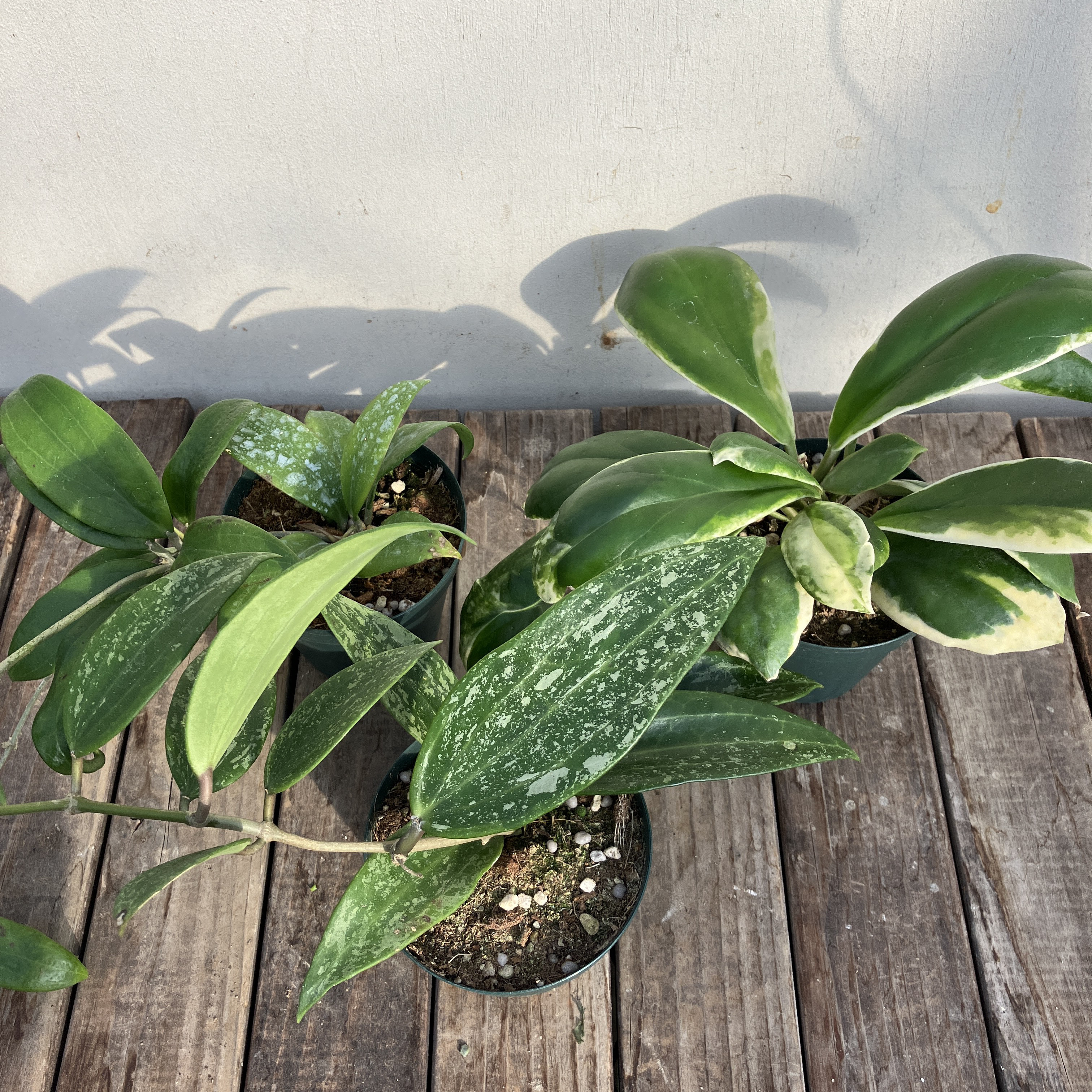 希少　ホヤ　インクラサッタ