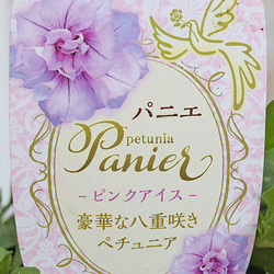 花苗 八重咲き ペチュニア パニエ ピンクアイス 3.5号ポット 多年草 ボリューム ピンク 育てやすい 庭 1枚目の画像