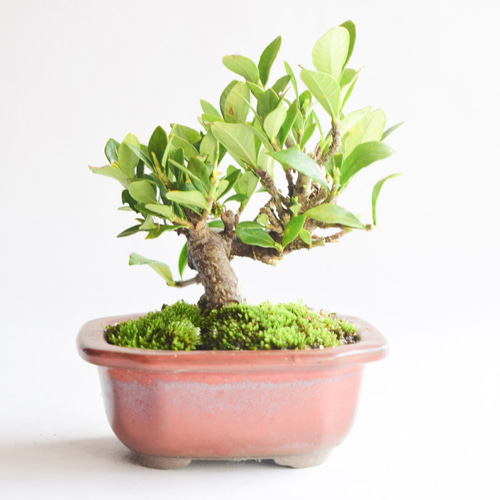 実なりクチナシ no.80 盆栽 盆栽やす 通販 17580668｜Creema(クリーマ)
