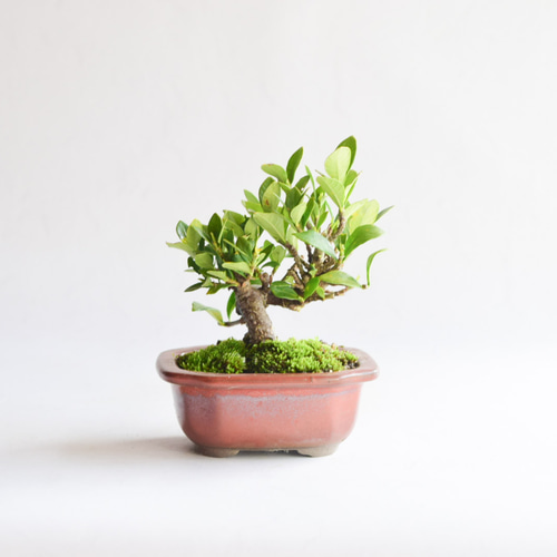 クチナシ盆栽 クチナシ-L（くちなし・梔子）ミニ盆栽の販売と育て方・作り方