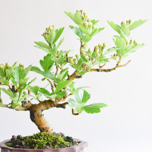 ヤブサンザシ no.79 盆栽 盆栽やす 通販 17580681｜Creema(クリーマ)