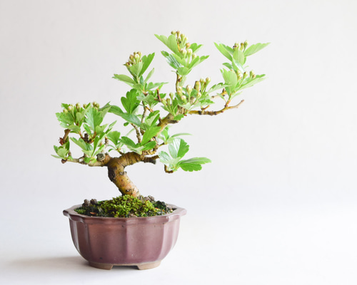 No.57 ヤブサンザシ　(メス) No.57 ヤブサンザシ (メス)