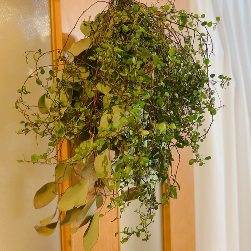 受注販売］ユーカリとワイヤープランツのスワッグ ドライフラワー