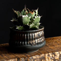 陶器鉢　アガベ塊根多肉植物向け　 1枚目の画像