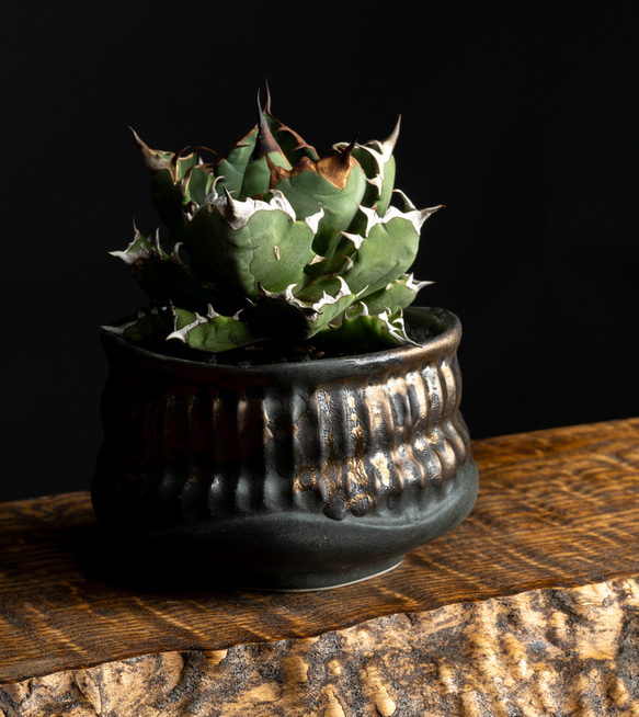 陶器鉢　アガベ塊根多肉植物向け　 1枚目の画像