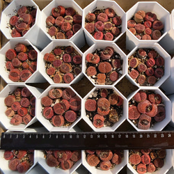 農園直売 多肉植物  コノフィツム属 リトープス（赤） 6-8頭セット　超お得　メセン　観葉植物　インテリア　多肉専門V 5枚目の画像