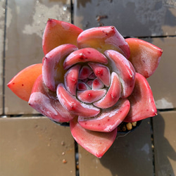 農園直売 多肉植物 寄せ植え エケベリア属 ストリクチフローラ ノヴァ