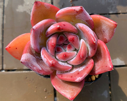 多肉の寄せ植え★flower bike フラワーバイク 赤色★ 農園直売 多肉植物 寄せ植え エケベリア属 ストリクチフローラ ノヴァ