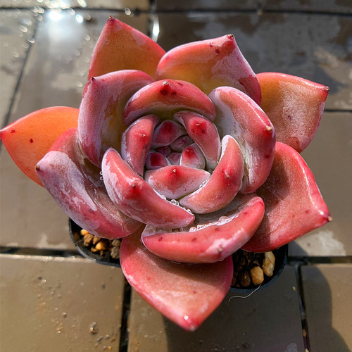 農園直売 多肉植物 寄せ植え エケベリア属 ストリクチフローラ ノヴァ