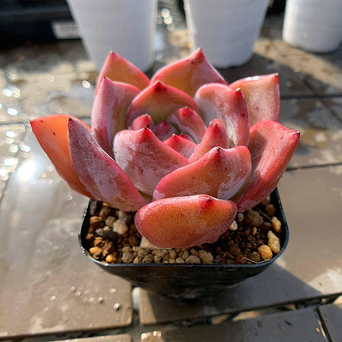 男*屋様 H775 ストリクチフローラ 50株 抜き苗 多肉植物