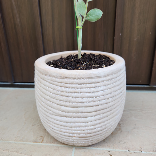 可愛い♪パールアカシア テラコッタ鉢植え ミモザ オージープランツ 苗