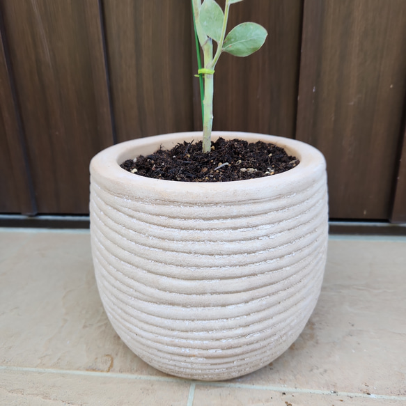可愛い♪パールアカシア　テラコッタ鉢植え　ミモザ　オージープランツ　苗　苗木 5枚目の画像