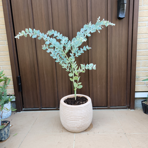 可愛い♪パールアカシア テラコッタ鉢植え ミモザ オージープランツ 苗