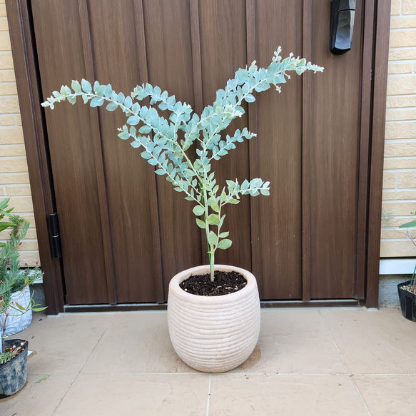 可愛い♪パールアカシア　テラコッタ鉢植え　ミモザ　オージープランツ　苗　苗木 6枚目の画像