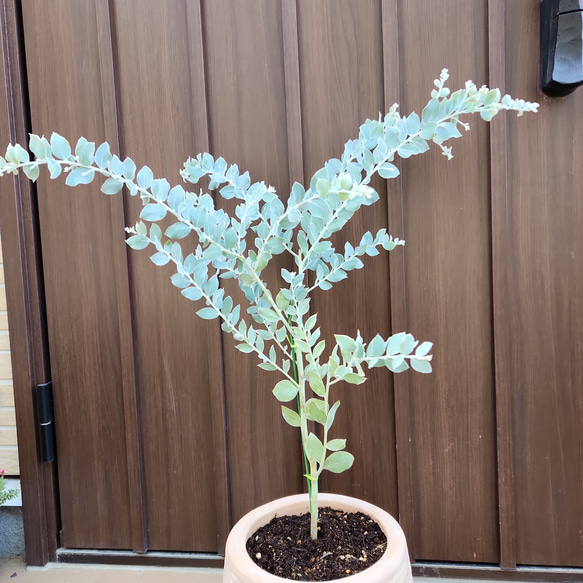 可愛い♪パールアカシア　テラコッタ鉢植え　ミモザ　オージープランツ　苗　苗木 3枚目の画像