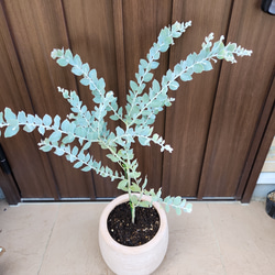 可愛い♪パールアカシア　テラコッタ鉢植え　ミモザ　オージープランツ　苗　苗木 2枚目の画像