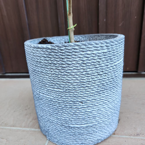 オリーブの木 ネバディロブランコ テラコッタ鉢植え 苗 シンボル オリーブの木 ネバディロブランコ テラコッタ鉢植え 苗 シンボル