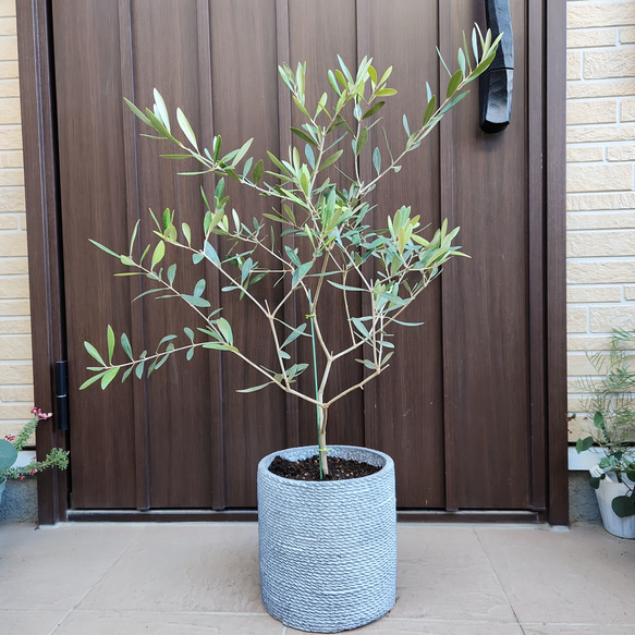 オリーブの木　ネバディロブランコ　　テラコッタ鉢植え　苗　シンボルツリー 1枚目の画像