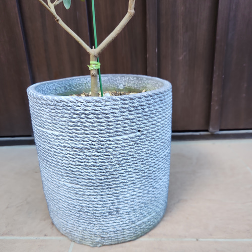 再販 オリーブの木 ネバディロブランコ 石膏鉢植え 苗 シンボルツリー