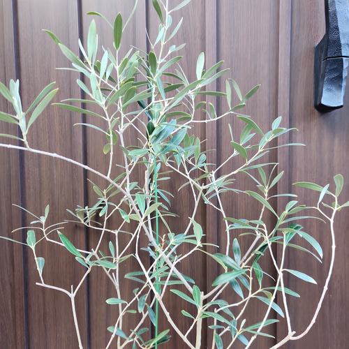 再販 オリーブの木 ネバディロブランコ 石膏鉢植え 苗 シンボルツリー