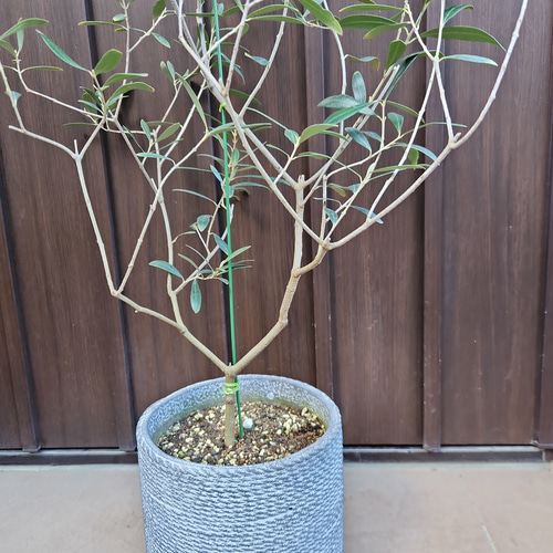 再販 オリーブの木 ネバディロブランコ 石膏鉢植え 苗 シンボルツリー