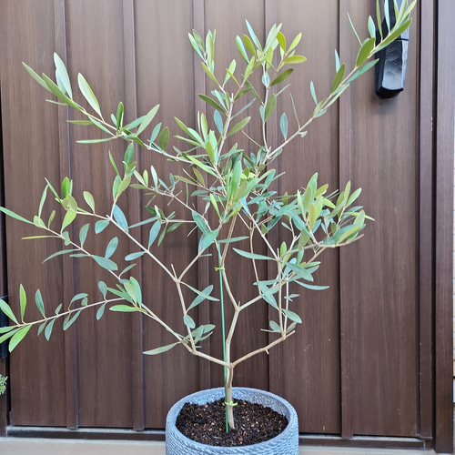 オリーブの木 ネバディロブランコ テラコッタ鉢植え 苗 シンボル オリーブの木 ネバディロブランコ テラコッタ鉢植え 苗 シンボル