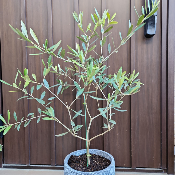 オリーブの木　ネバディロブランコ　　テラコッタ鉢植え　苗　シンボルツリー 2枚目の画像