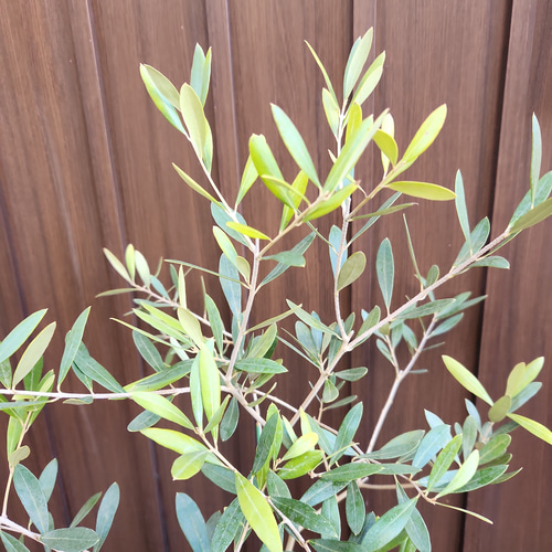 オリーブの木 ネバディロブランコ テラコッタ鉢植え 苗 シンボル オリーブの木 ネバディロブランコ テラコッタ鉢植え 苗 シンボル
