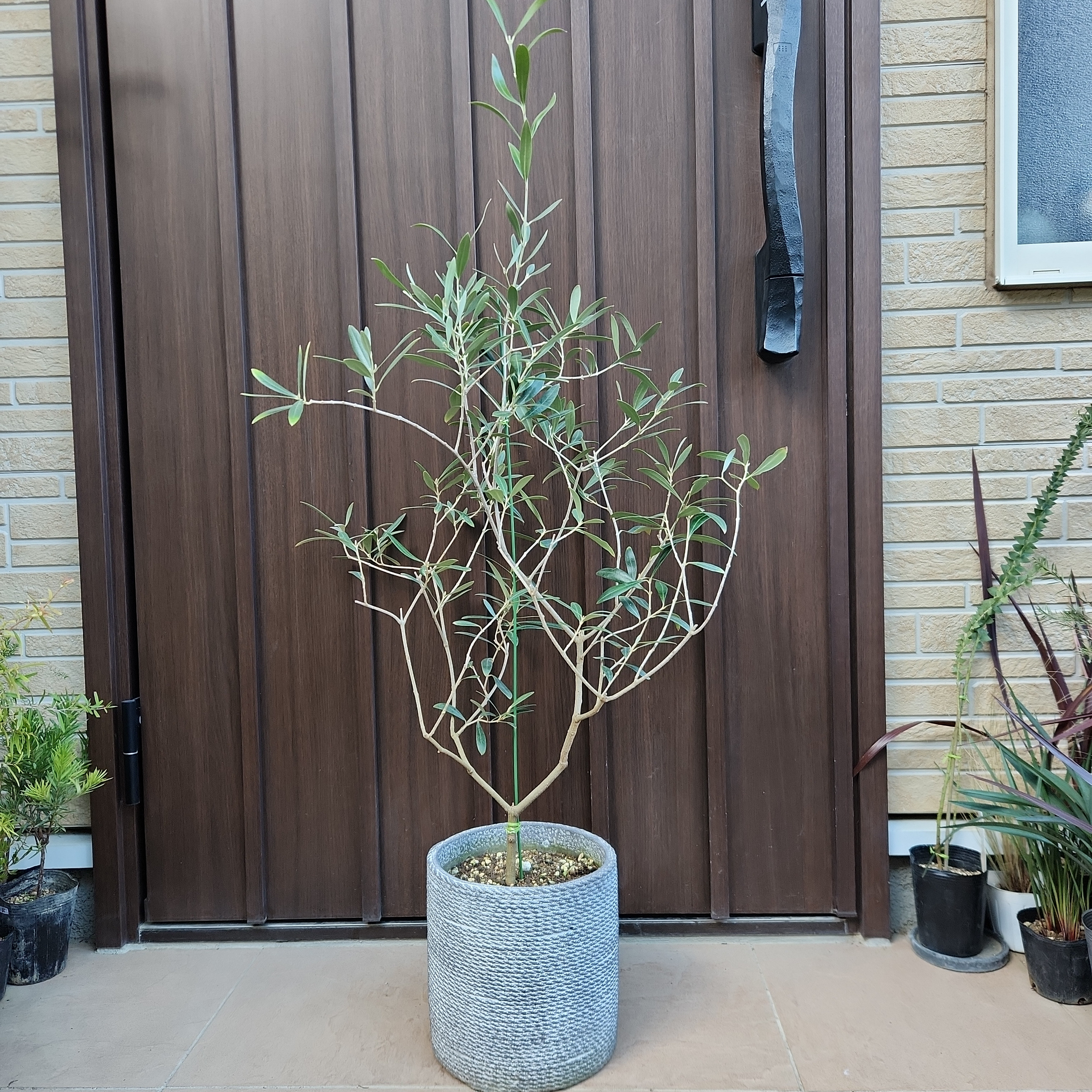 再販　オリーブの木　ネバディロブランコ　　石膏鉢植え　苗　シンボルツリー