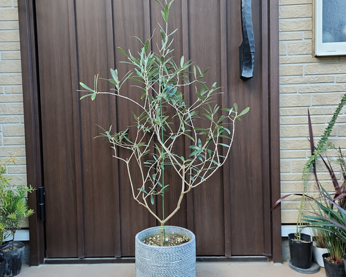 再販 オリーブの木 ネバディロブランコ 石膏鉢植え 苗 シンボルツリー