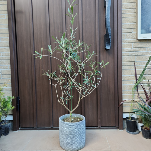 再販 オリーブの木 ネバディロブランコ 石膏鉢植え 苗 シンボルツリー 