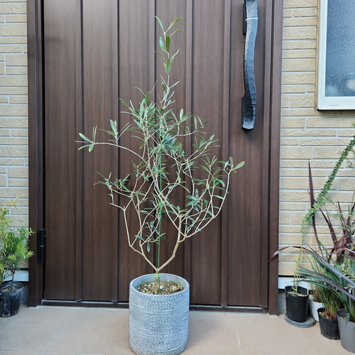 再販 オリーブの木 ネバディロブランコ 石膏鉢植え 苗 シンボルツリー