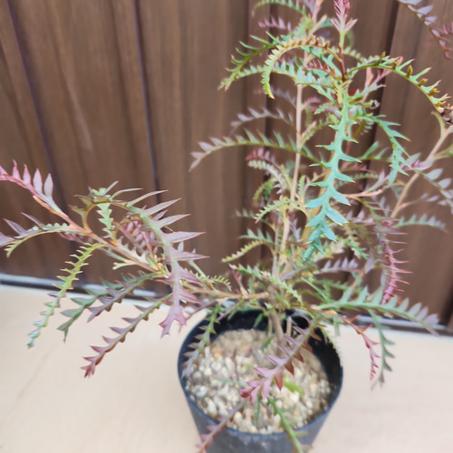 グレビレア ピーター 鉢植え オージープランツ レア苗