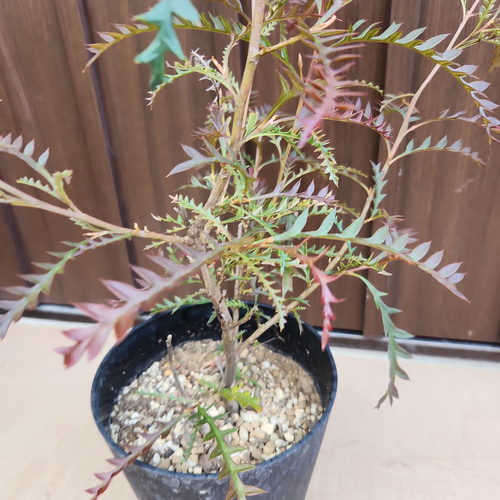 グレビレア ピーター 鉢植え オージープランツ レア苗 ネイティブ