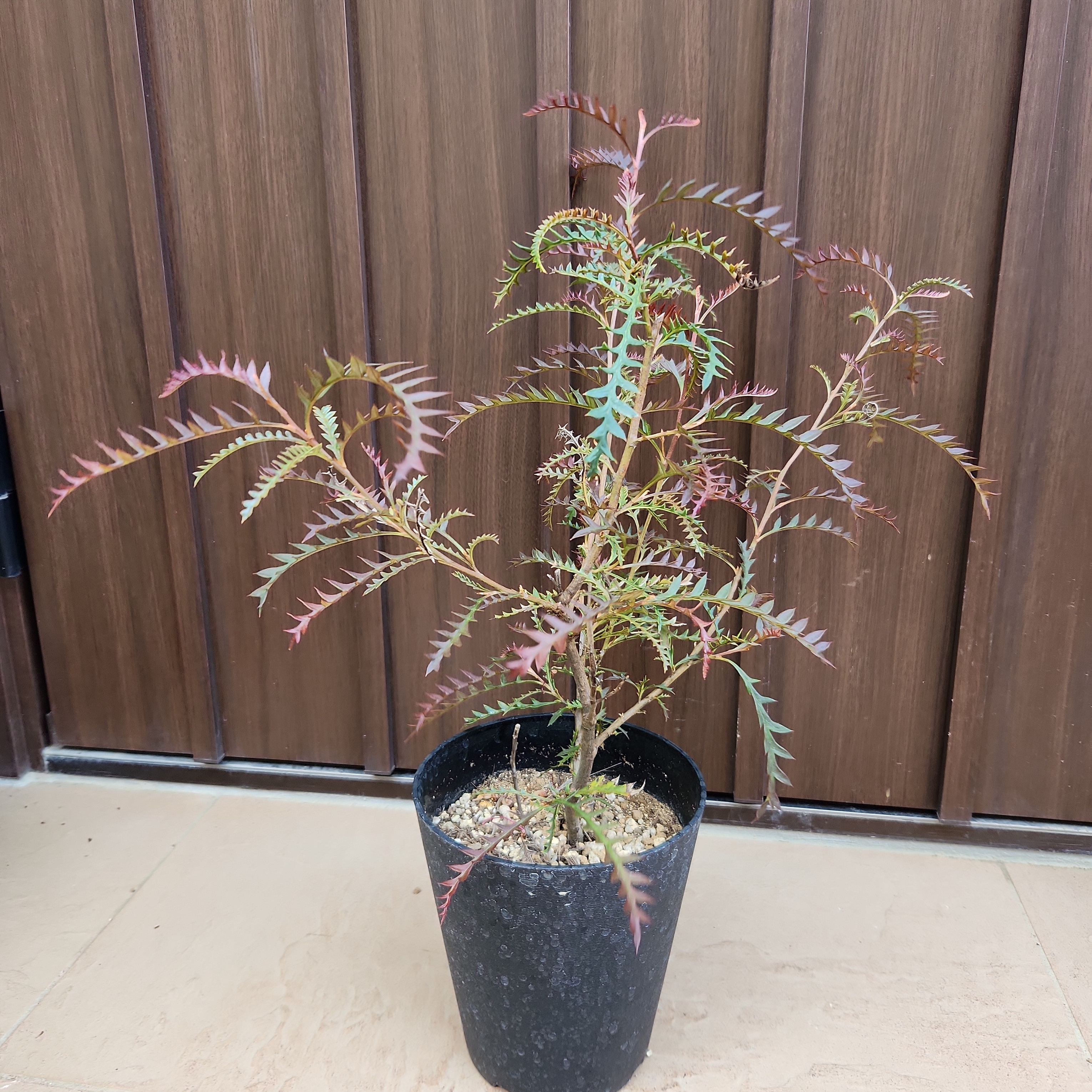 グレビレア　グレープ　オージープランツ　グレープ　グレビレア　苗